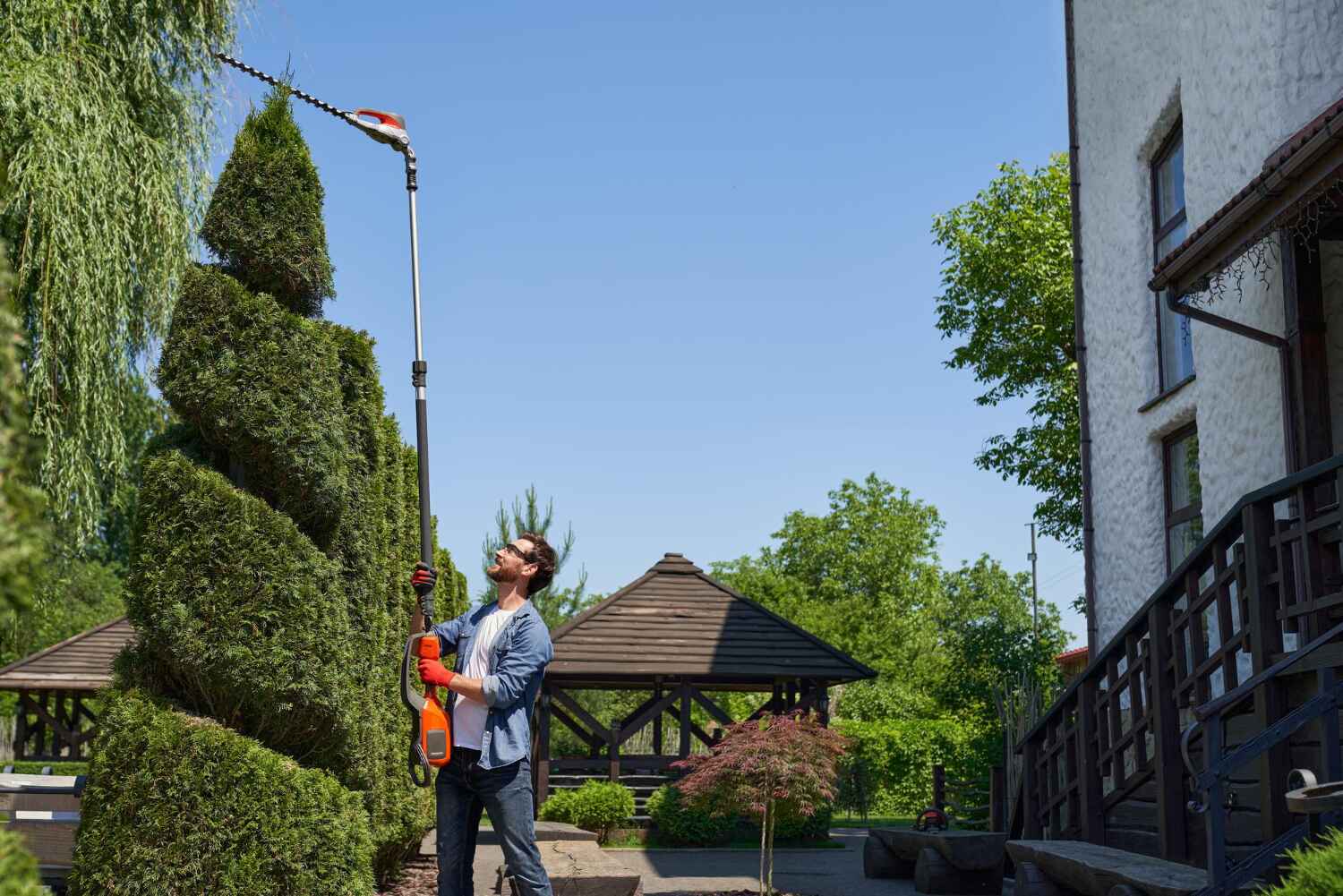 Large Tree Removal in Fort Collins, CO